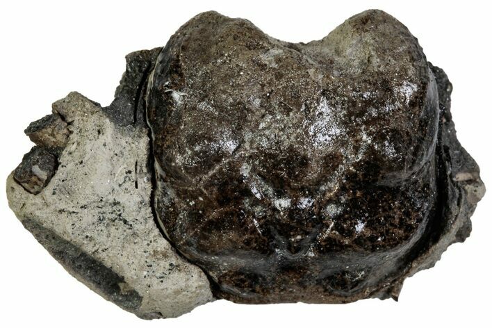 Cretaceous Crab (Dakoticaucer) Fossil - Mississippi #315756